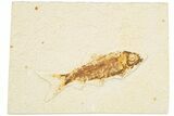 Detailed Fossil Fish (Knightia) - Wyoming #186478-1